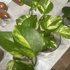 k_tropical様 リクエスト 2点 まとめ商品