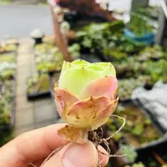 悦色　子付き　グリーノビア　多肉植物のサムネイル