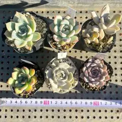 多肉植物抜き苗セット - メルカリ