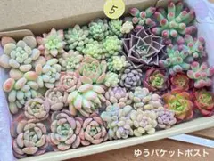 5 多肉植物　多肉弁当　詰め合わせ　寄せ植え　セット　カット苗　韓国苗　セダム