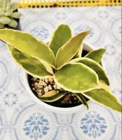 33⭕️ホヤ⭕️現物品