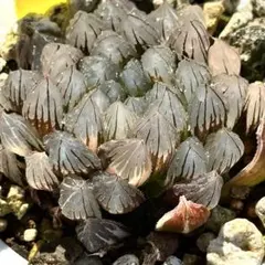 ひ*ー様 ブラックオブツーサ錦　親株　超美株　ハオルチア　観葉植物　42