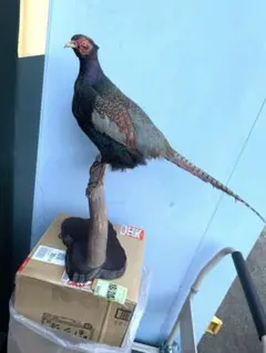 2026年最新】キジ 剥製の人気アイテム - メルカリ