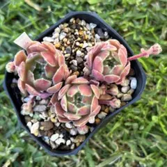 ピンクウイッチ綴化 抜き苗 多肉植物 - メルカリ