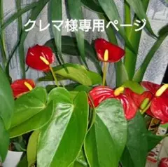 ハワイアンキルトのポーチ