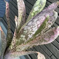 ブロメリア　billbergia talbot my girl Billbergia Talbot My girl - メルカリ