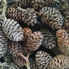 芝*】様 ヤシャブシの実100個以上 詰め詰め