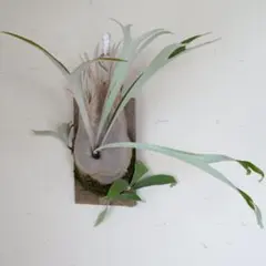 2025年最新】veitchii wildの人気アイテム - メルカリ