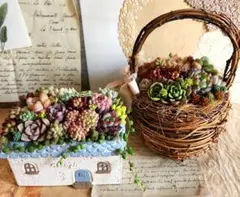 多肉植物寄せ植え　そのまま飾れる　2つセット♡