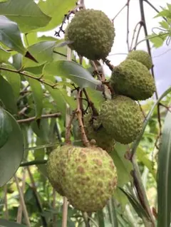 あずきみるく様　専用