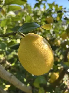 レモン　箱込み4キロ　保証分プラス500g 無農薬化学肥料不使用　アレンユーレカ