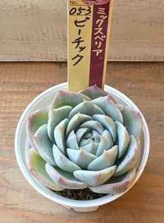 多肉植物　ミックスベリア　ピーチック　おらいさん苗