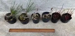 4株 クサントロエア プレイシー ブラックボーイ 小苗 鉢ごと発送