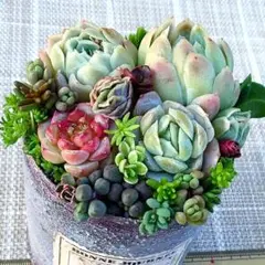 c.寄植えセット　ムラサキブドウ&エケベリア&セダムmix　多肉植物