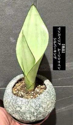 緑*6様 S8858★オークション★ サンスベリア ムーンシャイン スプラッシュ 斑入り】Sansevieria Moonshine Splash サンスベリア ムーン