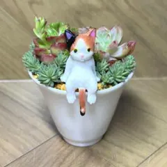 猫ちゃんB 多肉植物　寄せ植え　猫と鉢付き　ミニ盆栽　多肉植物寄せ植え　癒し