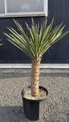 ユッカ グロリオサ　希少株　4ヘッド ユッカ グロリオサ | PLANTS SHOP OLIVE