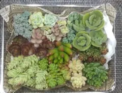 多肉植物　寄せ植えセット　カット苗　多肉弁当