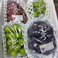 シャインマスカット 種無しピオーネ 食べ比べセット クール便　ギフト用　贈答用 シャインマスカット×種無しピオーネ 食べ比べセット クール便 ギフト用