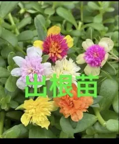 ポーチュラカ苗　　花苗　はなすべりひゆのサムネイル