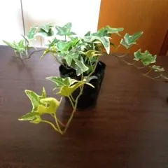 【抜き苗ネコポスト発送】 ヘデラ（アイビー）のサムネイル