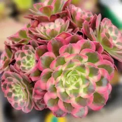 多肉植物 アエオニウム ハロウィン錦 雨荷（うか） 抜き苗 - メルカリ
