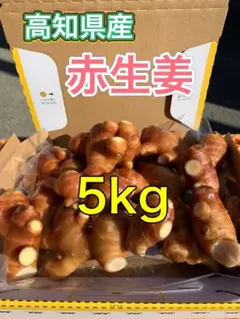 赤生姜 しょうが 種 5kg 高知県産 - メルカリ