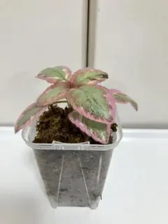 エピスシア クプレアタ クレオパトラ EPISCIA 小株 速達発送 | Mercari