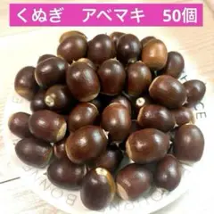 煮沸処理済み❗️くぬぎ　どんぐり　あべまき　大きめ　特大　50個