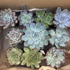 限定1セット❤️多肉植物❤️実生苗 10個セット このまま発送 即購入可能 交配種