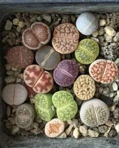 多肉植物リトープス/コノフィツム　大津絵　カラフルセット　土なし　S29 多肉植物リトープス/コノフィツム/メセン 大津絵 カラフルセット 土