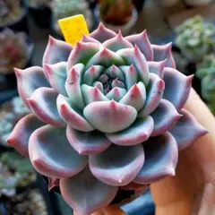 ボノボノ　リンゼアナ リンゼアナ×secunda El Encino, Hidalgo札付きポットごと - メルカリ