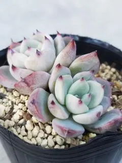 ❤️確認用❤️★B ミックスベリア❤️霜飾り❤️抜き苗♪      ✨メルカリ便✨札なし おらいさん ミックスベリア ストロベリーミルククラウン 札なし 抜き苗