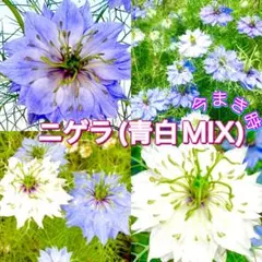 【秋まき】こぼれ種で春咲く花の種☆青&白mixニゲラ　50粒