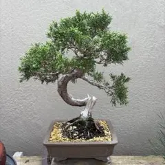 真柏 盆栽 捻転幹 模様木 シャリ芸 舎利 - メルカリ