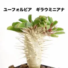 ユーフォルビア ギラウミニアナ 実生 塊根植物