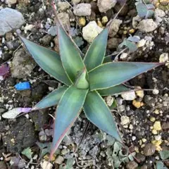 2025年最新】ブルーグロー斑入りの人気アイテム - メルカリ