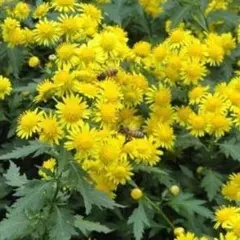 食用菊　カシロの苗　3＋2本　匿名配送 食用菊 カシロの苗 3＋2本 匿名配送 - メルカリ