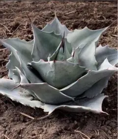 2025年最新】オバティフォリアの人気アイテム - メルカリ