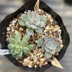 おらいさん苗⑨札付きポットごとメルカリ便バラ売り組み替え不可 お手紙さんぽ | 古川紙工公式オンラインショップ