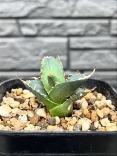 2026年最新】アガベ インドネシアの人気アイテム - メルカリ