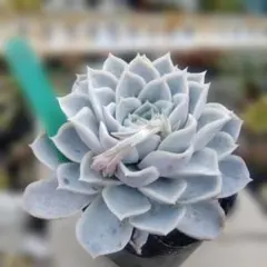 chocopeople-chan⭐︎様 リクエスト 2点 まとめ商品