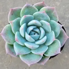 まろりん様 リクエスト 2点 まとめ商品