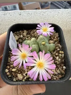 2 多肉植物　メセン　コノフィツム マウガニー bilobum ビロバム