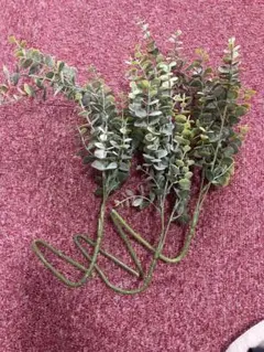 80cm段ボールにいっぱい】花材ユーカリポポラス カットドライ カラー