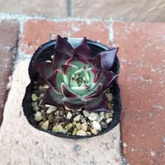 黒銀姫　ミックスベリア　多肉植物