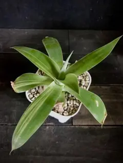 2026年最新】アテナータ 斑入りの人気アイテム - メルカリ