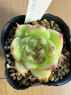 多肉植物 エボニー 韓国苗 - メルカリ