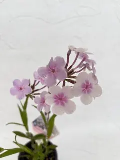 【SALE】PWフロックス オープニングアクト ピンクアドット （5/31撮影）のサムネイル
