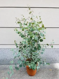 ユーカリ ポポラス ポリアンセモス スクエア型テラコッタ鉢植え 苗